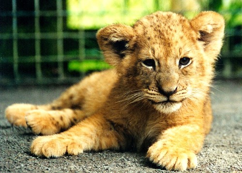 A three-month-old lion cub 2011