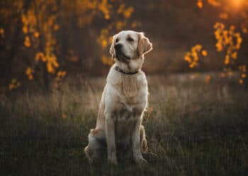 golden retreiver in the forest