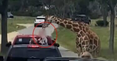 Giraffe Lifts Toddler Out Of Truck During Texas Wildlife Center Visit