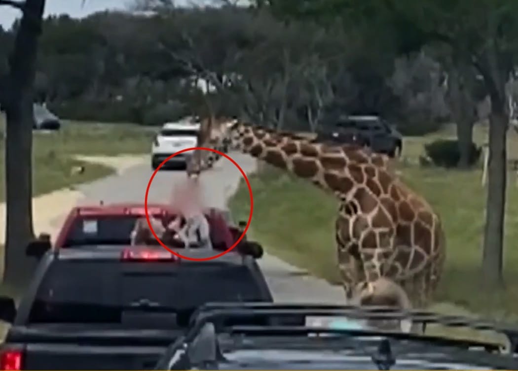 Giraffe Lifts Toddler Out Of Truck During Texas Wildlife Center Visit