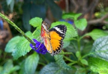 The Strong National Museum of Play - butterfly