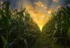 Toddler Lost In 100 Acres Cornfield