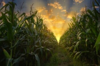 Toddler Lost In 100 Acres Cornfield