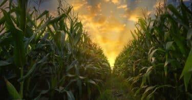 Toddler Lost In 100 Acres Cornfield