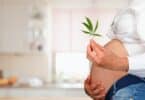 pregnant cannabis