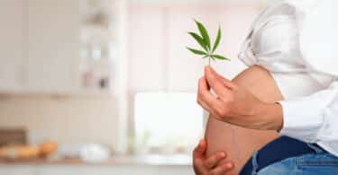 pregnant cannabis